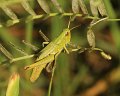 12 gouden sprinkhaan  Chrysochraon dispar m mist poot Stalberg De Hamert_resize